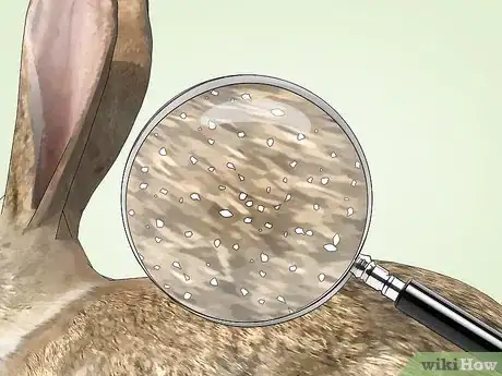 Imagen titulada Get Rid of Mites on Rabbits Step 13