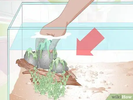 Imagen titulada Breed Malawi Cichlids Step 4