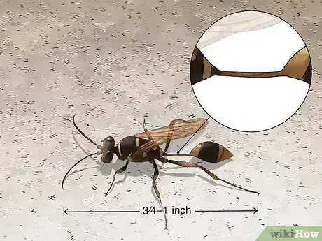 Imagen titulada Identify Wasps Step 6