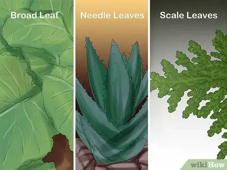 Imagen titulada Identify Trees by Leaves Step 1
