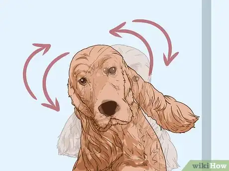 Imagen titulada Clean a Cocker Spaniel's Ears Step 6