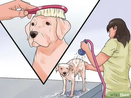Imagen titulada Rid Your Pet of Fleas Step 5