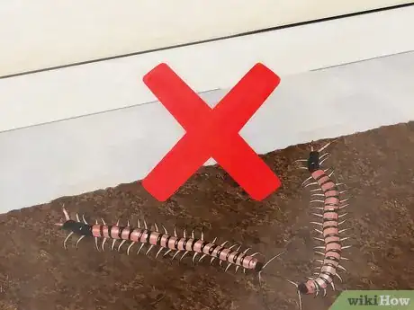 Imagen titulada Care for a Centipede Step 15
