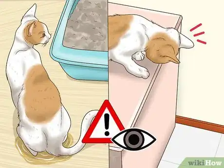 Imagen titulada Treat a Limping Cat Step 6