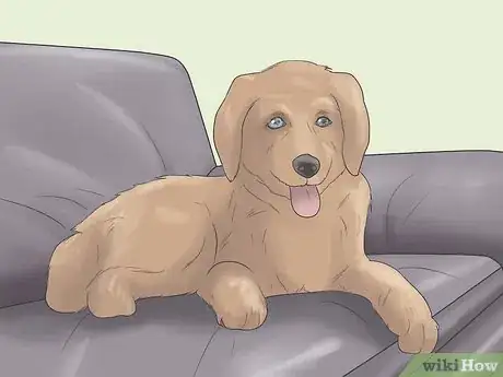 Imagen titulada Care for a Dog Blind from Birth Step 2