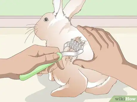 Imagen titulada Keep Your Rabbit's Fur Clean and Untangled Step 21