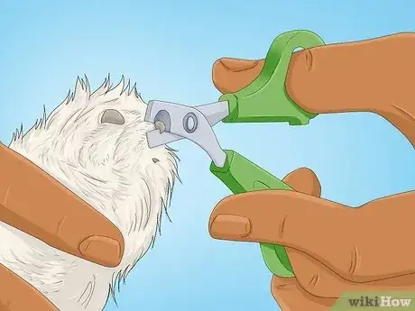 Imagen titulada Take Care of a Shih Tzu Step 12