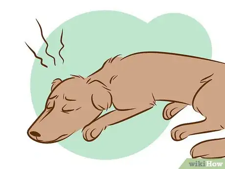Imagen titulada Recognize a Dying Dog Step 16