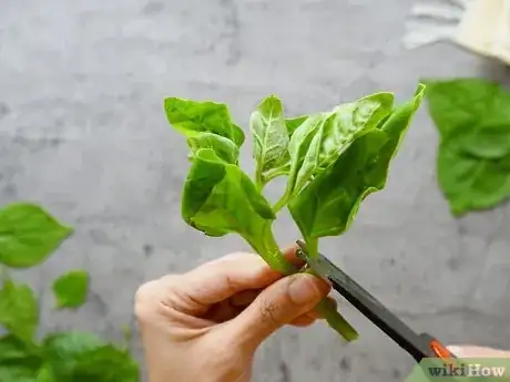 Imagen titulada Prepare Spinach Step 3