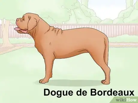 Imagen titulada Identify a Mastiff Step 20