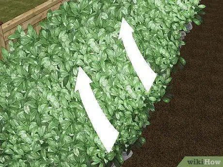 Imagen titulada Trim Shrubs Step 7