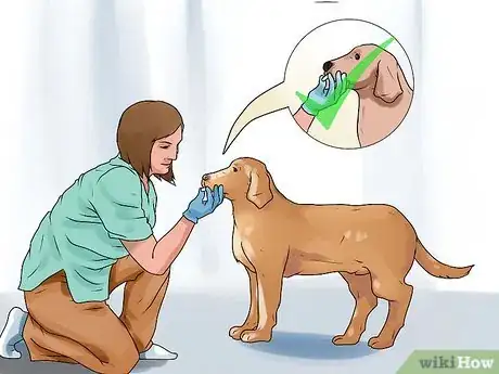 Imagen titulada Rid Your Pet of Fleas Step 3