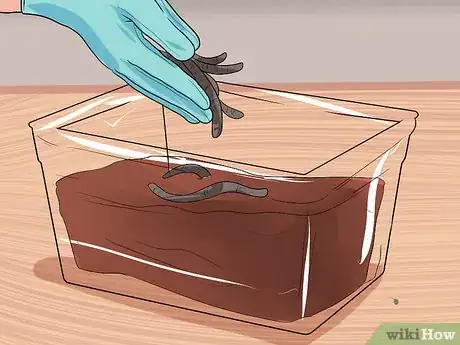 Imagen titulada Keep Fishing Worms Alive for Fishing Step 7