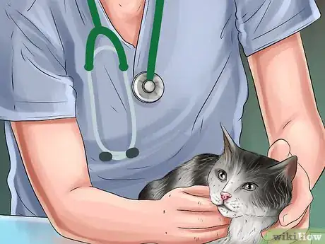 Imagen titulada Diagnose and Treat the Cause of Deformed Cat Nails Step 6