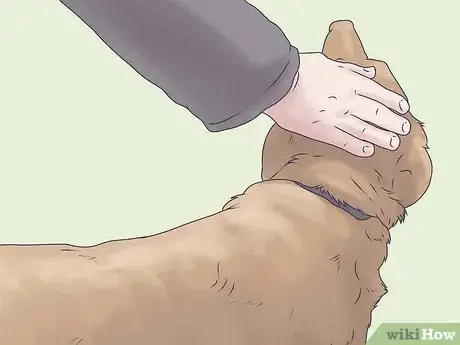 Imagen titulada Care for a Dog Blind from Birth Step 5