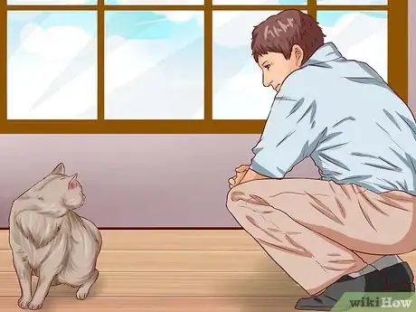 Imagen titulada Pick Up a Cat Step 1