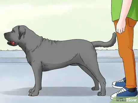 Imagen titulada Identify a Mastiff Step 14