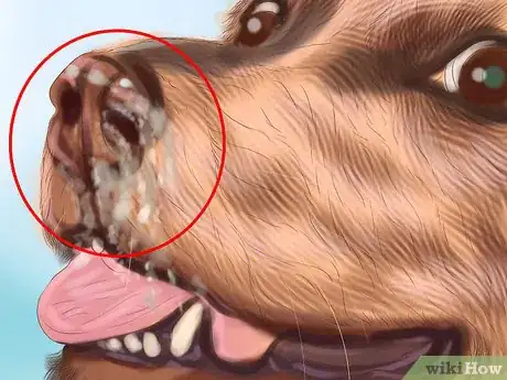 Imagen titulada Treat Aspergillosis in Dogs Step 1