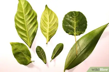 Imagen titulada Make Leaf Prints Step 1