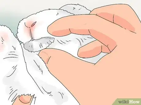 Imagen titulada Tell if Your Rabbit Has Weepy Eye Step 4