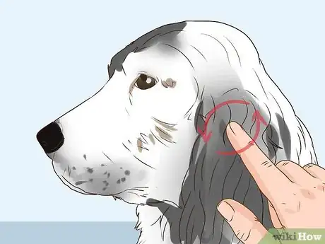 Imagen titulada Clean a Cocker Spaniel's Ears Step 5