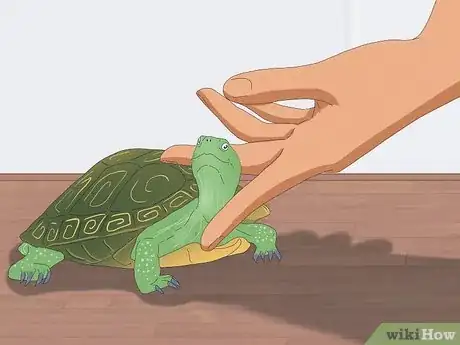 Imagen titulada Pet a Turtle Step 5