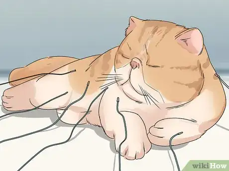 Imagen titulada Treat a Cat with Physical Therapy Step 7