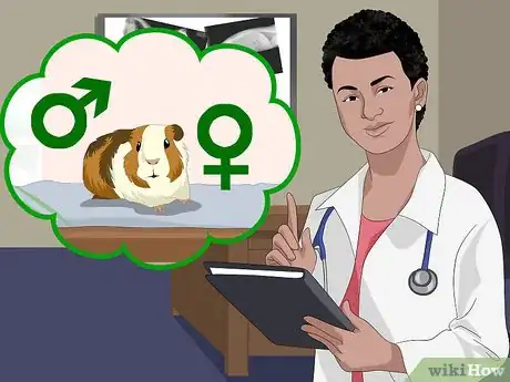 Imagen titulada Determine the Sex of a Guinea Pig Step 8