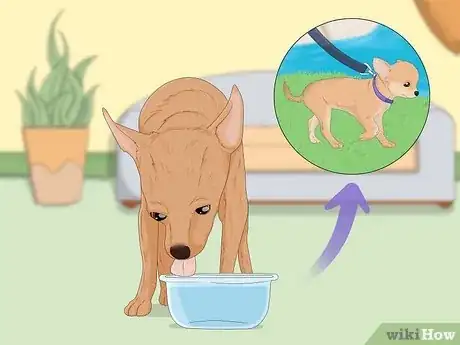 Imagen titulada Potty Train a Chihuahua Step 5