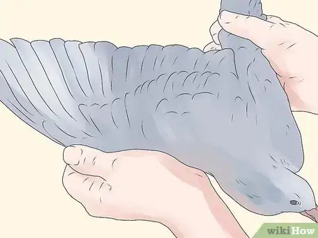 Imagen titulada Tame Pigeons to Be out of Cage Permanently Step 3