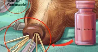 tratar la aspergilosis en perros