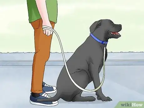 Imagen titulada Identify a Mastiff Step 13