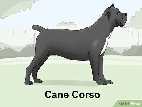 Imagen titulada Identify a Mastiff Step 19