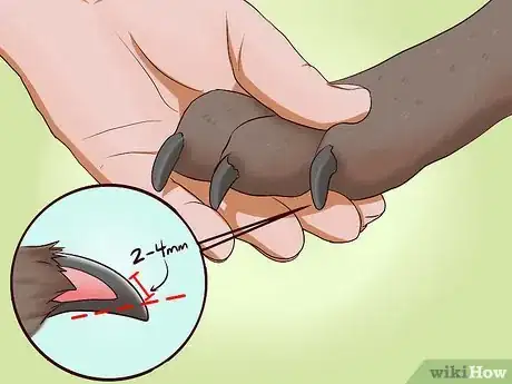 Imagen titulada Trim a Dog's Nails Step 6