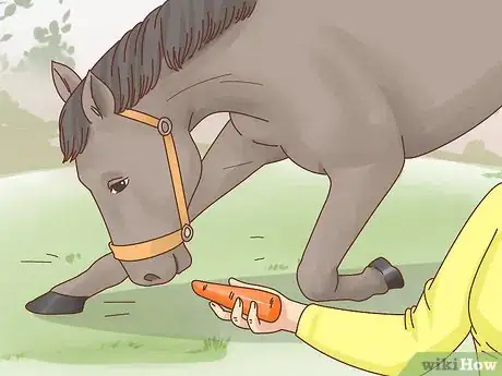 Imagen titulada Teach a Horse to Bow Step 13
