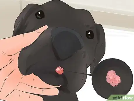 Imagen titulada Remove Warts on Dogs Step 2
