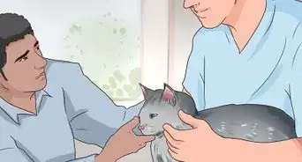 revisar si un gato tiene lombrices