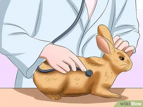 Imagen titulada Treat Digestive Problems in Rabbits Step 6