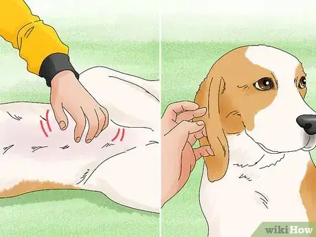 Imagen titulada Hug a Dog Step 11