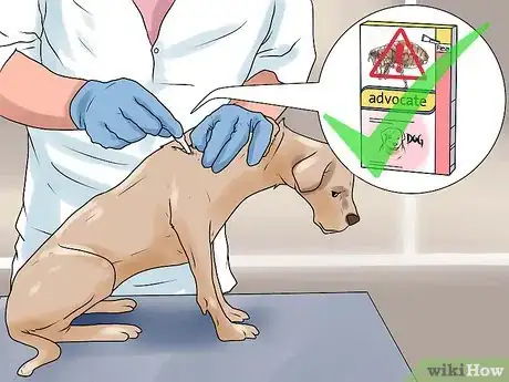 Imagen titulada Rid Your Pet of Fleas Step 2