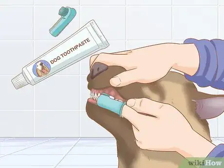 Imagen titulada Care for a Belgian Malinois Step 17