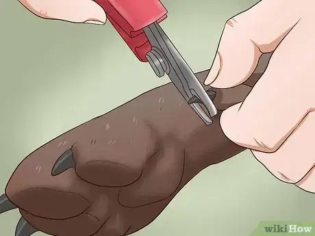 Imagen titulada Trim a Dog's Nails Step 8