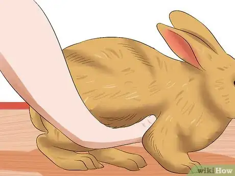 Imagen titulada Treat Digestive Problems in Rabbits Step 4