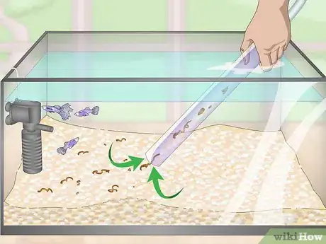 Imagen titulada Lower Your Nitrate_Nitrite Levels in Your Fish Tank Step 2