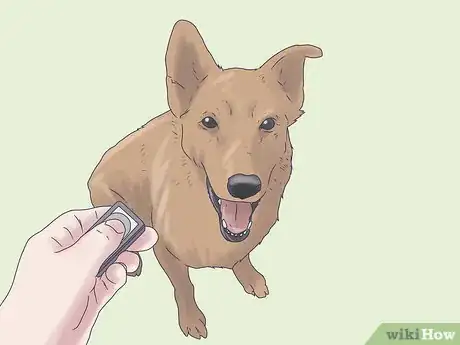 Imagen titulada Care for a Dog Blind from Birth Step 9