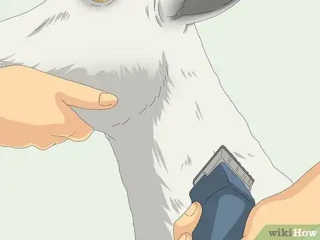 Imagen titulada Tell if a Goat Is Pregnant Step 7