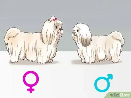 Imagen titulada Breed Shih Tzus Step 5