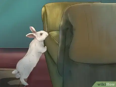 Imagen titulada Get Your Bunny Used to You Step 11