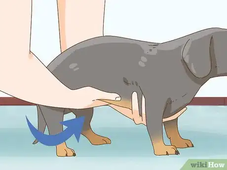 Imagen titulada Hold a Dachshund Properly Step 2