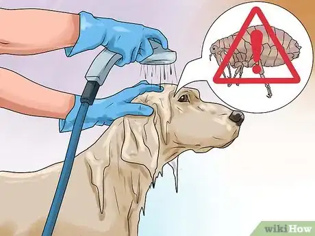 Imagen titulada Rid Your Pet of Fleas Step 8